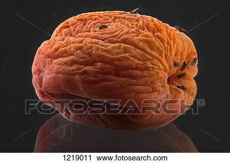 Fruit flies on a rotting wrinkled peach View Large Photo Image Stock Image - Fruit flies on a rotting wrinkled peach. Fotosearch