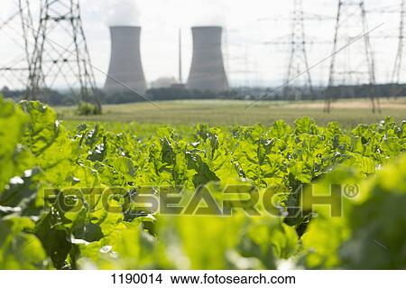 Green leafy crop growing in a field in front of a nuclear power station, Grafenrheinfeld, Germany View Large Photo Image Picture - Green leafy crop growing in a field in front of a nuclear power station, Grafenrheinfeld, Germany. Fotosearch