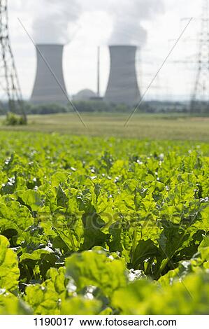 Stock Photo - Green leafy crop growing in a field in front of a nuclear power station, Grafenrheinfeld, Germany. Fotosearch