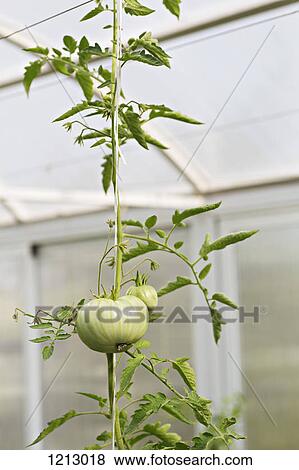 Stock Photo - Green tomatoes growing on a vine in a greenhouse. Fotosearch