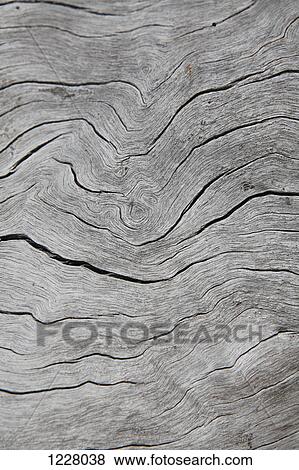 Grooves in a piece of a dead wood View Large Photo Image Stock Photo - Grooves in a piece of a dead wood. Fotosearch
