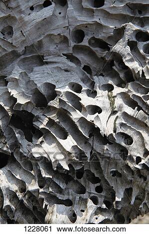 Holes created by termites in dead wood View Large Photo Image Stock Image - Holes created by termites in dead wood. Fotosearch