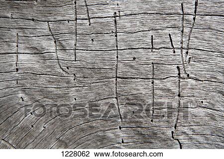 Lines and holes created by termites on a dead wood View Large Photo Image Stock Image - Lines and holes created by termites on a dead wood. Fotosearch