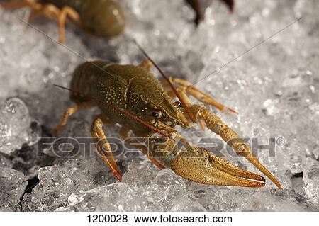 Stock Photo - Lobster on ice. Fotosearch