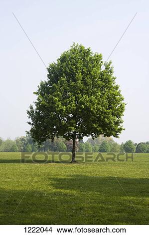 Picture - Lone tree. Fotosearch