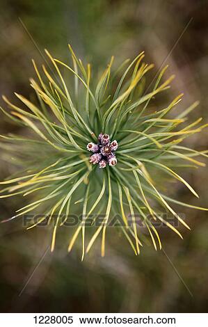 Needles on a pine tree, close-up View Large Photo Image Stock Photography - Needles on a pine tree, close-up. Fotosearch