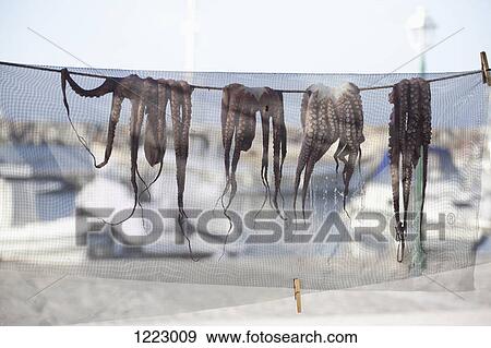 Octopuses drying on line beside harbor in Paros, Greece View Large Photo Image Stock Photo - Octopuses drying on line beside harbor in Paros, Greece. Fotosearch