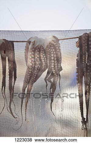 Stock Photo - Octopuses drying under net outside. Fotosearch