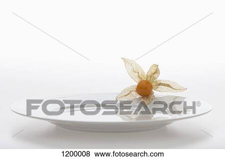 Physalis fruit (cape gooseberry) on plate View Large Photo Image Stock Photo - Physalis fruit (cape gooseberry) on plate. Fotosearch