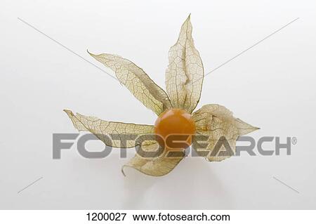 Physalis fruit (cape gooseberry) View Large Photo Image Stock Photo - Physalis fruit (cape gooseberry). Fotosearch