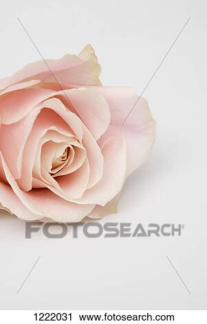 Pink rose View Large Photo Image Stock Image - Pink rose. Fotosearch