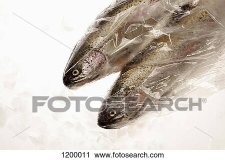 Stock Image - Rainbow trout in bags on ice. Fotosearch