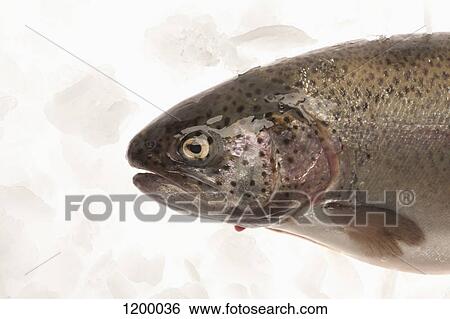 Rainbow Trout on ice View Large Photo Image Stock Photograph - Rainbow Trout on ice. Fotosearch