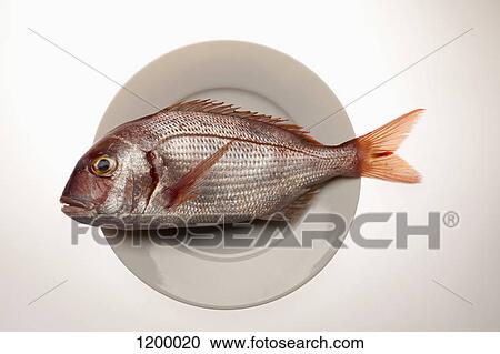 Red Sea Bream, on a plate View Large Photo Image Stock Image - Red Sea Bream, on a plate. Fotosearch