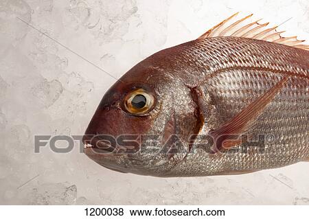 Red Sea Bream on ice View Large Photo Image Stock Photo - Red Sea Bream on ice. Fotosearch