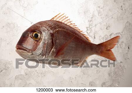 Red Sea Bream View Large Photo Image Stock Image - Red Sea Bream. Fotosearch