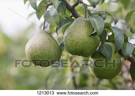 Ripe pears hanging from the branch of a pear tree View Large Photo Image Stock Image - Ripe pears hanging from the branch of a pear tree. Fotosearch