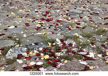 Rose petals strewn on paving stones View Large Photo Image Stock Image - Rose petals strewn on paving stones. Fotosearch