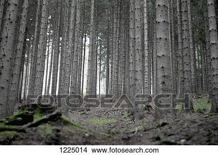 Rows of trees in Rothaarsteig forest, Germany View Large Photo Image Picture - Rows of trees in Rothaarsteig forest, Germany. Fotosearch