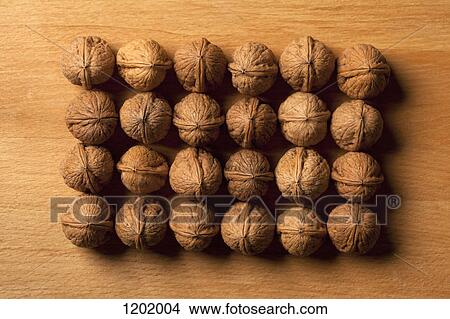 Rows of walnuts View Large Photo Image Picture - Rows of walnuts. Fotosearch