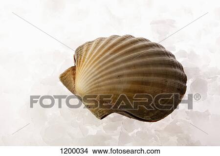 Picture - Scallop on ice. Fotosearch