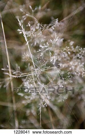Selective focus on a plant growing outdoors View Large Photo Image Stock Image - Selective focus on a plant growing outdoors. Fotosearch