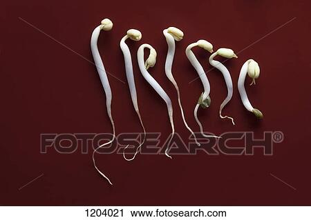 Stock Image - Seven bean sprouts in a row. Fotosearch
