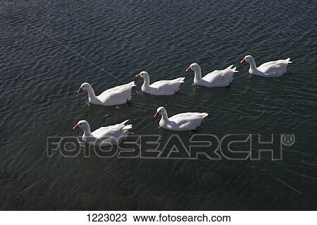 Snow Geese swimming in water View Large Photo Image Stock Image - Snow Geese swimming in water. Fotosearch