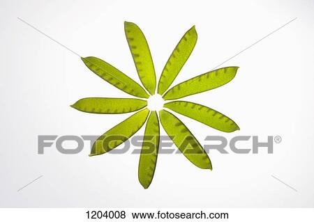 Snow pea pods arranged into the shape of a flower View Large Photo Image Stock Photo - Snow pea pods arranged into the shape of a flower. Fotosearch