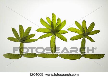 Snow pea pods arranged to look like grass with three trees in a row View Large Photo Image Stock Photo - Snow pea pods arranged to look like grass with three trees in a row . Fotosearch