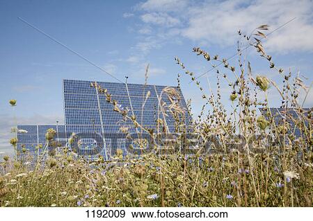 Solar panels in a field of long grass and clovers View Large Photo Image Stock Photo - Solar panels in a field of long grass and clovers. Fotosearch
