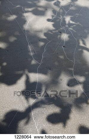 Sun casting the shadow of a tree on asphalt View Large Photo Image Picture - Sun casting the shadow of a tree on asphalt. Fotosearch