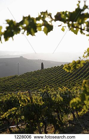 Sun shining on a vineyard in Sicily, Italy View Large Photo Image Stock Photograph - Sun shining on a vineyard in Sicily, Italy. Fotosearch