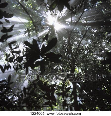 Sun shining through tropical tree canopy View Large Photo Image Stock Photography - Sun shining through tropical tree canopy. Fotosearch