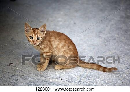 Stock Image - Surprised cat. Fotosearch