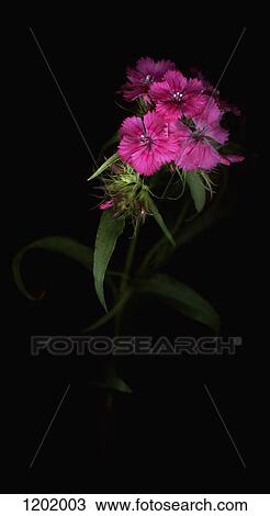 Stock Image - Sweet William flower. Fotosearch
