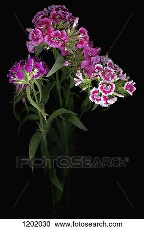 Stock Image - Sweet William flowers. Fotosearch