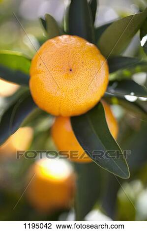 Stock Image - Tangerines growing on a tree. Fotosearch