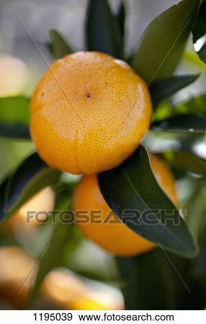 Stock Photo - Tangerines growing on a tree. Fotosearch