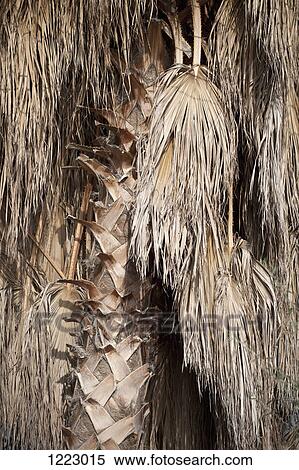 Stock Photography - The brown fronds of a date palm tree. Fotosearch