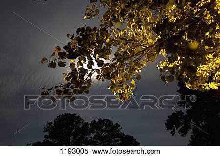 The moon seen shining through leaves on a tree branch View Large Photo Image Stock Photography - The moon seen shining through leaves on a tree branch. Fotosearch
