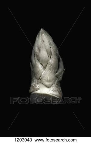 Stock Photo - The top piece of a raw asparagus. Fotosearch