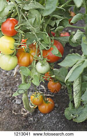 Tomatoes growing on a vine View Large Photo Image Stock Image - Tomatoes growing on a vine. Fotosearch