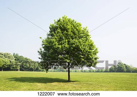 Stock Photo - Tree in park. Fotosearch