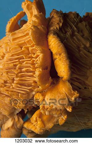 Two Chanterelle mushrooms arranged to look like they're kissing View Large Photo Image Stock Image - Two Chanterelle mushrooms arranged to look like they're kissing. Fotosearch