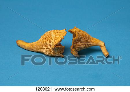 Two Chanterelle mushrooms lying face to face View Large Photo Image Stock Image - Two Chanterelle mushrooms lying face to face. Fotosearch