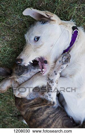 Stock Image - Two dogs fighting. Fotosearch