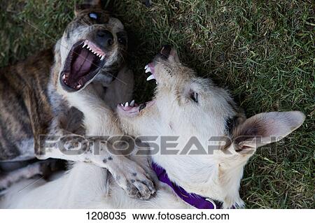 Two dogs fighting View Large Photo Image Stock Photography - Two dogs fighting. Fotosearch