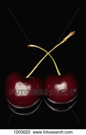 Two ripe Bing cherries side by side View Large Photo Image Stock Image - Two ripe Bing cherries side by side. Fotosearch
