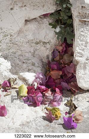 Wedding petals laying on ground View Large Photo Image Stock Image - Wedding petals laying on ground. Fotosearch